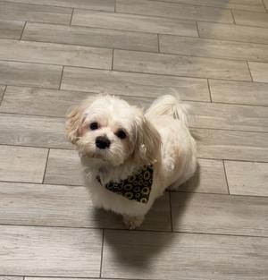 A small, fluffy white dog with a black and yellow bandana sitting on a wooden floor.