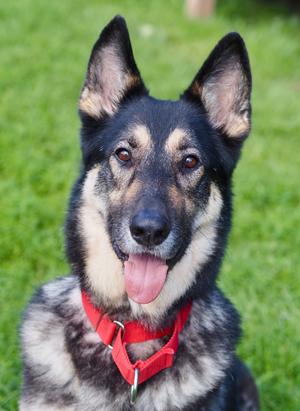 Diesel, German Shepherd Dog, adult, available for adoption