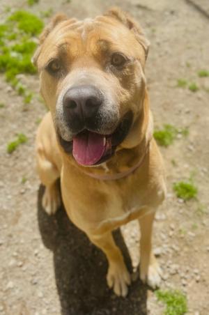 Mama (FKA Hannah 2.0), Cane Corso Mastiff, adult, available for adoption