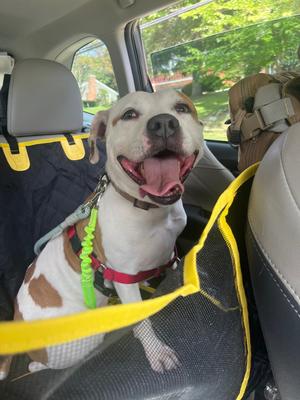 Rocco, Pit Bull Terrier, adult, available for adoption