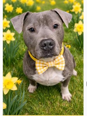 Louie, American Bully, adult, available for adoption