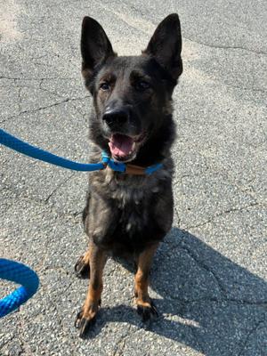 Dylan, German Shepherd Dog, adult, available for adoption