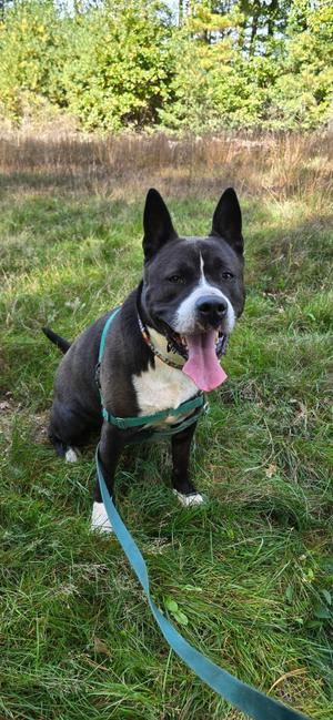 Titus, Akita, young, available for adoption