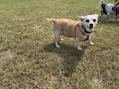 A small dog wearing a red harness stands on a grassy field, looking towards the camera. Another dog is visible in the background.