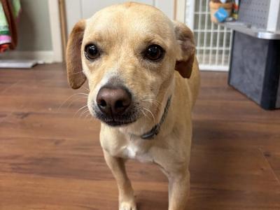 Maurice, Dachshund / Terrier, adult, available for adoption