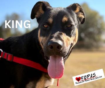 KING, German Shepherd Dog / Doberman Pinscher, young, available for adoption