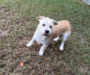 A small dog with a white and brown coat standing on grass.