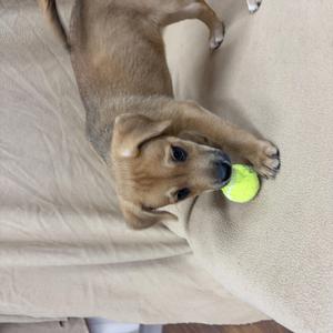 a small brown puppy playing with a yellow tennis ball on a beige couch