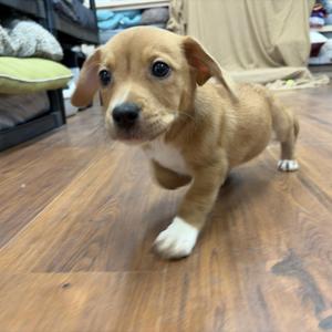 A small brown and white puppy standing on a wooden floor.