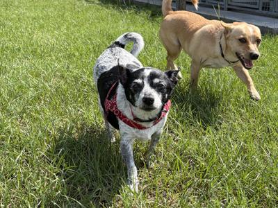 Serena, Chihuahua / Dachshund, senior, available for adoption