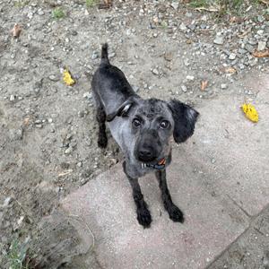 A small black dog with floppy ears standing on a concrete surface, looking up at the camera.