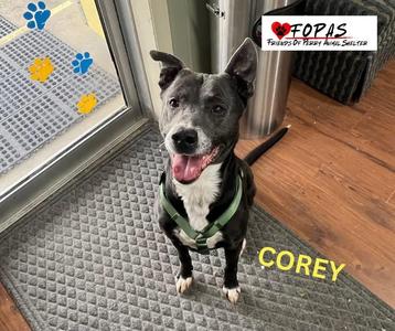 Corey, Mixed Breed, senior, available for adoption