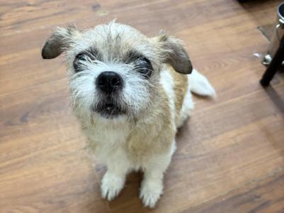 A small, fluffy dog with a shaggy coat and dark eyes, sitting on a wooden floor.
