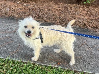 Tippett, Terrier, young, available for adoption