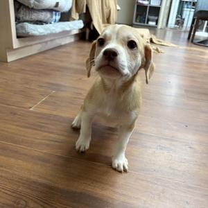 Tuck, Hound, puppy, available for adoption