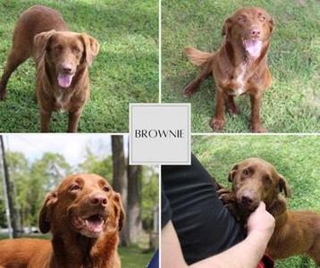Brownie, Australian Shepherd / Labrador Retriever, adult, available for adoption