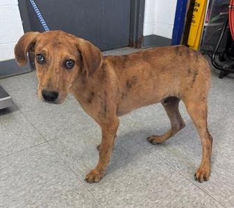 Mr. Boo Boo, Mixed Breed, puppy, available for adoption