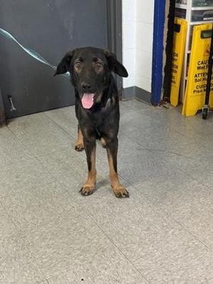 Stitch, Shepherd / Mixed Breed, adult, available for adoption