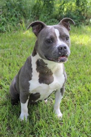 July, Pit Bull Terrier / Mixed Breed, adult, available for adoption