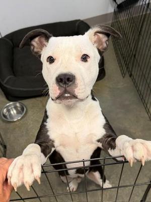 Titan/Jester/Yester, Pit Bull Terrier / Mixed Breed, puppy, available for adoption