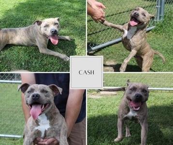 Cash, Mixed Breed, adult, available for adoption