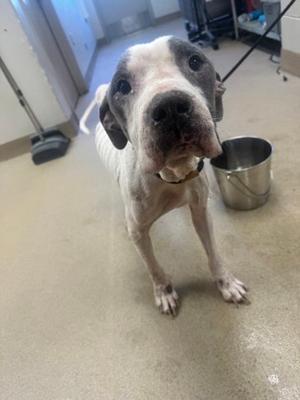 A white and gray dog with a black nose and floppy ears standing on a concrete floor, with a metal bowl and a broom in the background.
