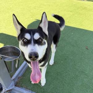 Krillin, Siberian Husky Mix, young, available for adoption