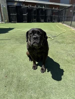 Lucy, Mastiff Mix, available for adoption