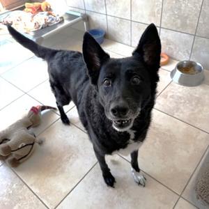 Lily, Australian Cattle Dog Mix, senior, available for adoption