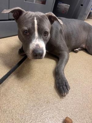 Arwen, American Pit Bull Terrier Mix, young, available for adoption