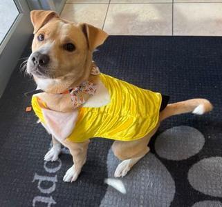 Ranchito, Labrador Retriever Mix, young, available for adoption