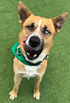 Kita, Akita Mix, adult, available for adoption
