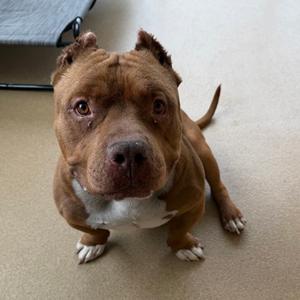 Mr. Beefy, American Pit Bull Terrier Mix, young, available for adoption