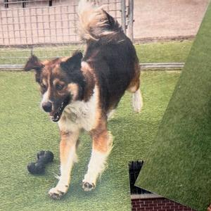 A dog with a black, brown, and white coat is walking on a green artificial turf surface. The dog has a fluffy tail and is looking towards the camera. In the background, there is a metal fence and a brick wall.