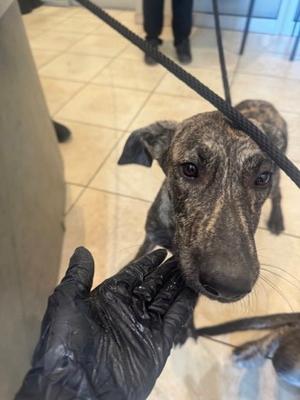 Opal, German Shepherd Dog Mix, available for adoption