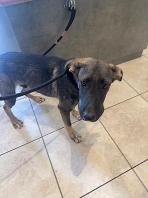 Ike, German Shepherd Dog Mix, available for adoption