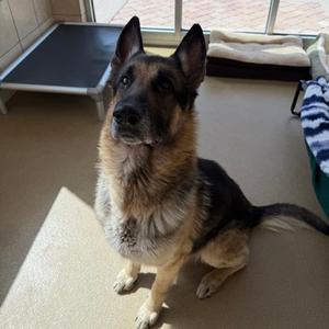Gunner, German Shepherd Dog Mix, available for adoption