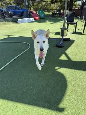A white dog with pointed ears and a pink tongue is running on a green artificial turf surface. The background includes a fence, some outdoor furniture, and a blue vehicle.