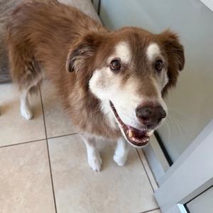 Toasty, Australian Shepherd Mix, senior, available for adoption
