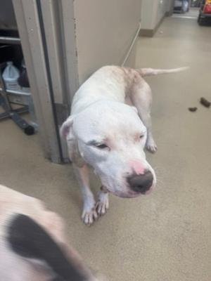 A white dog with a pink nose and a black spot on its face, standing on a concrete floor.