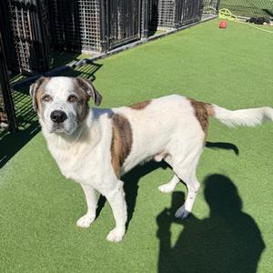 Pistachio, Labrador Retriever Mix, adult, available for adoption
