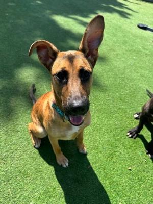 Twix, Labrador Retriever Mix, young, available for adoption