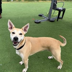 A light brown dog with a black collar standing on green artificial turf.