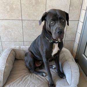 Esmeralda, Cane Corso Mix, adult, available for adoption