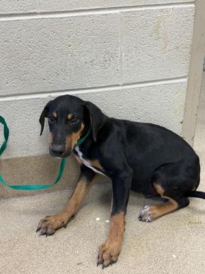 61883469, Doberman Pinscher Mix, puppy, available for adoption