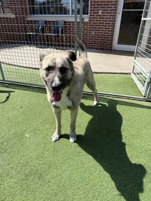 Gilly, German Shepherd Dog and Great Pyrenees, adult, available for adoption