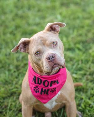 A tan pitbull-type dog wearing a pink bandana that says 'ADOPT ME' sitting in grass.