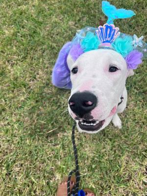Sweet Pea, young, available for adoption
