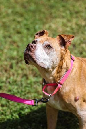 Maggie May, senior, available for adoption