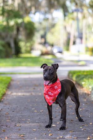 Paris II, young, available for adoption
